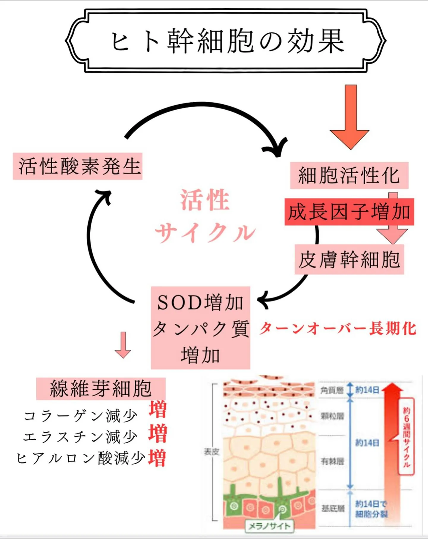 【ヒト幹細胞とは？】